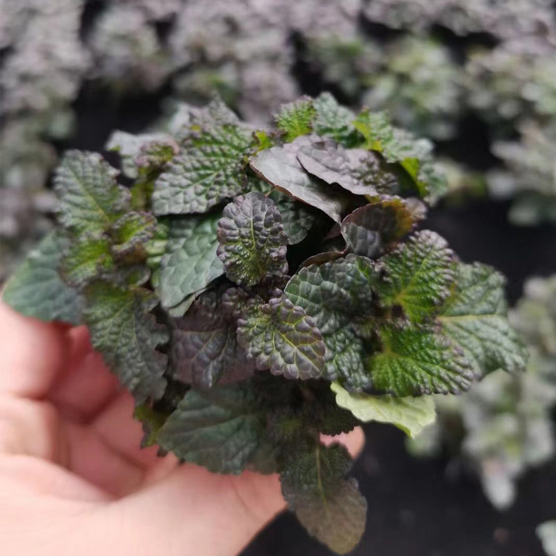 五彩薄荷小坨草鱼缸造景水草场直发懒人水培增氧淡水水草阴性植物