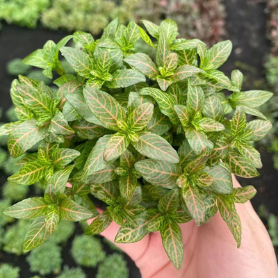 红丝青叶大坨草鱼缸原生造景懒人水培增氧前中后景淡水草活体植物