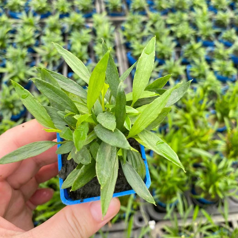 柳叶榕杯新手易养水草缸鱼缸造景前中景水培增氧阴性淡水活体植物