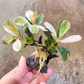 粉色马拉威辣椒榕相思树水榕类水草缸造景懒人增氧阴性淡活体水草