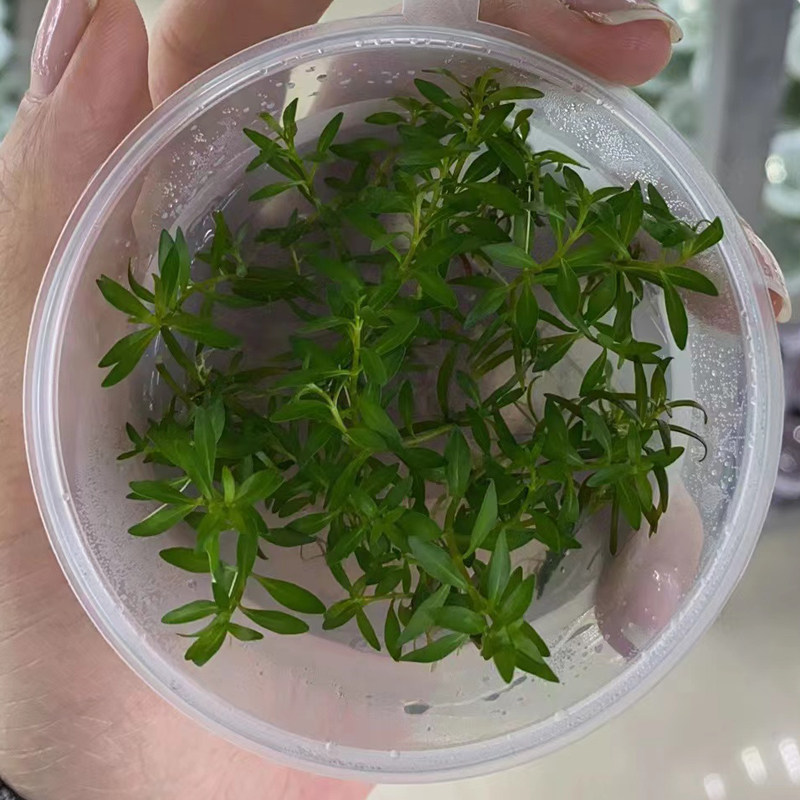 小红梅无菌杯水草鱼缸造景前中后景水草场直发水培增氧淡水草植物