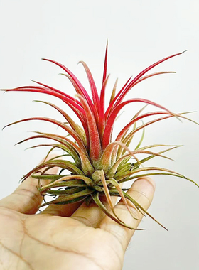 粉红色空气凤梨水陆缸微景观造景无土懒人水上叶装饰点缀活体植物