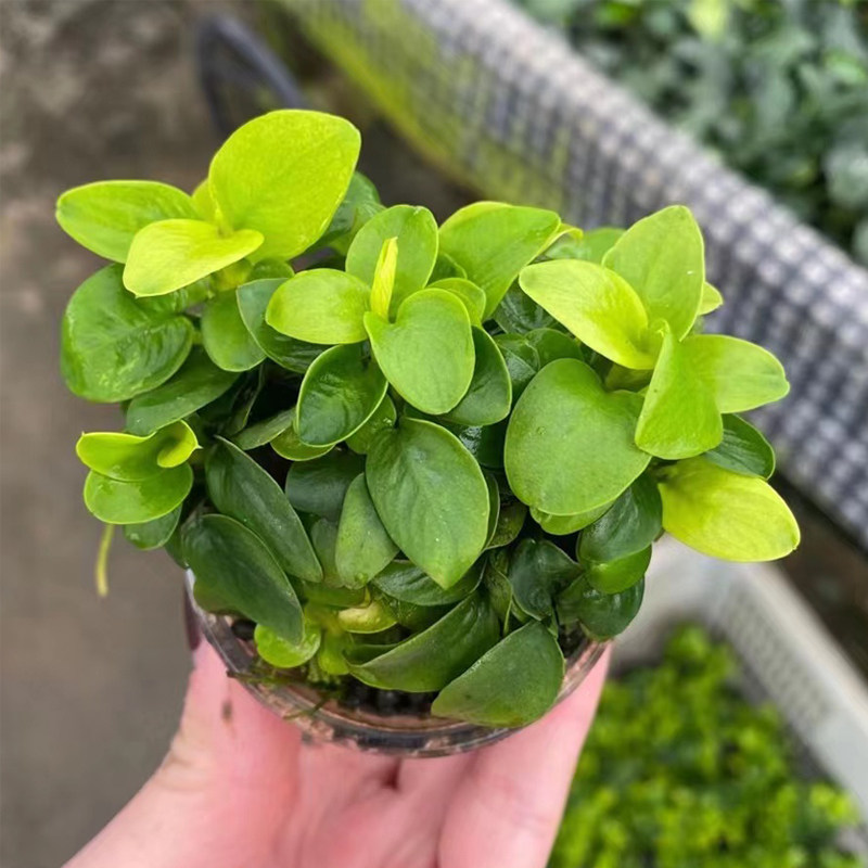 迷你黄金榕果冻杯水榕鱼缸造景水草场直发懒人水培增氧阴性淡水草