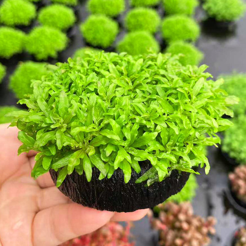 喷泉太阳原生态大坨草缸鱼缸造景懒人易养水培增氧淡水草活体植物