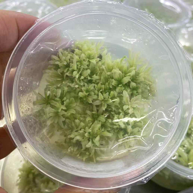 水下叶铂金喷泉太阳无菌杯鱼缸草缸造景水培增氧淡水水草活体植物