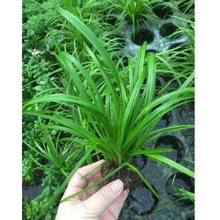 火山石泰国水剑鱼草缸造景水草场直发懒人水草增氧阴性淡水草植物