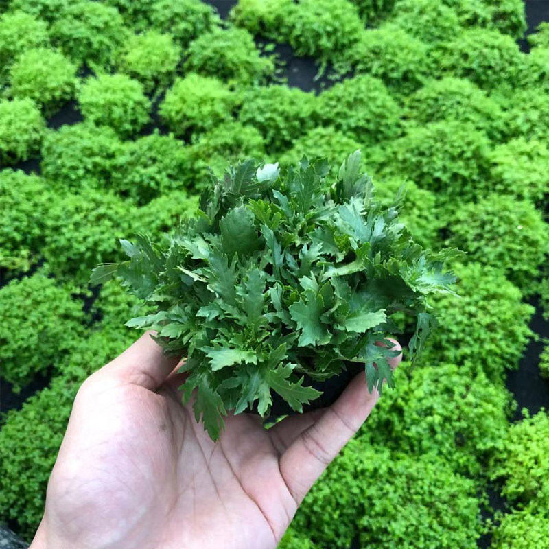 水罗兰大坨草鱼草缸造景水草场直发懒人水培增氧中后景淡水草植物