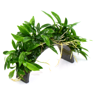 迷你瓦里斯榕拱桥鱼缸造景懒人水培增氧活体水榕阴性懒人水草植物