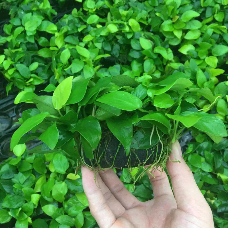 黄金榕大坨草鱼缸造景水草场直发懒人水培增氧淡水草活体阴性植物