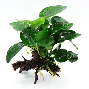 单头国王榕杜鹃根沉木鱼草缸造景懒人水培增氧阴性淡水草活体植物