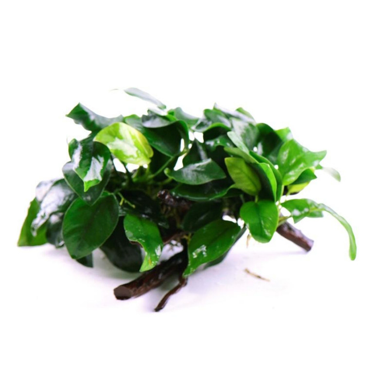 双头小水榕杜鹃根沉木鱼草缸造景懒人水培增氧阴性淡水草活体植物