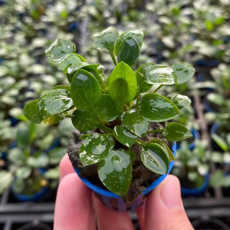 小圆叶椒草杯装水草鱼缸造景前中景新手水草增氧阴性淡水活体植物