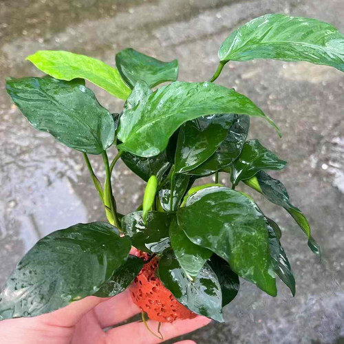 红环火山石金枝玉叶鱼草缸造景懒人水培增氧活体水榕阴性水草植物