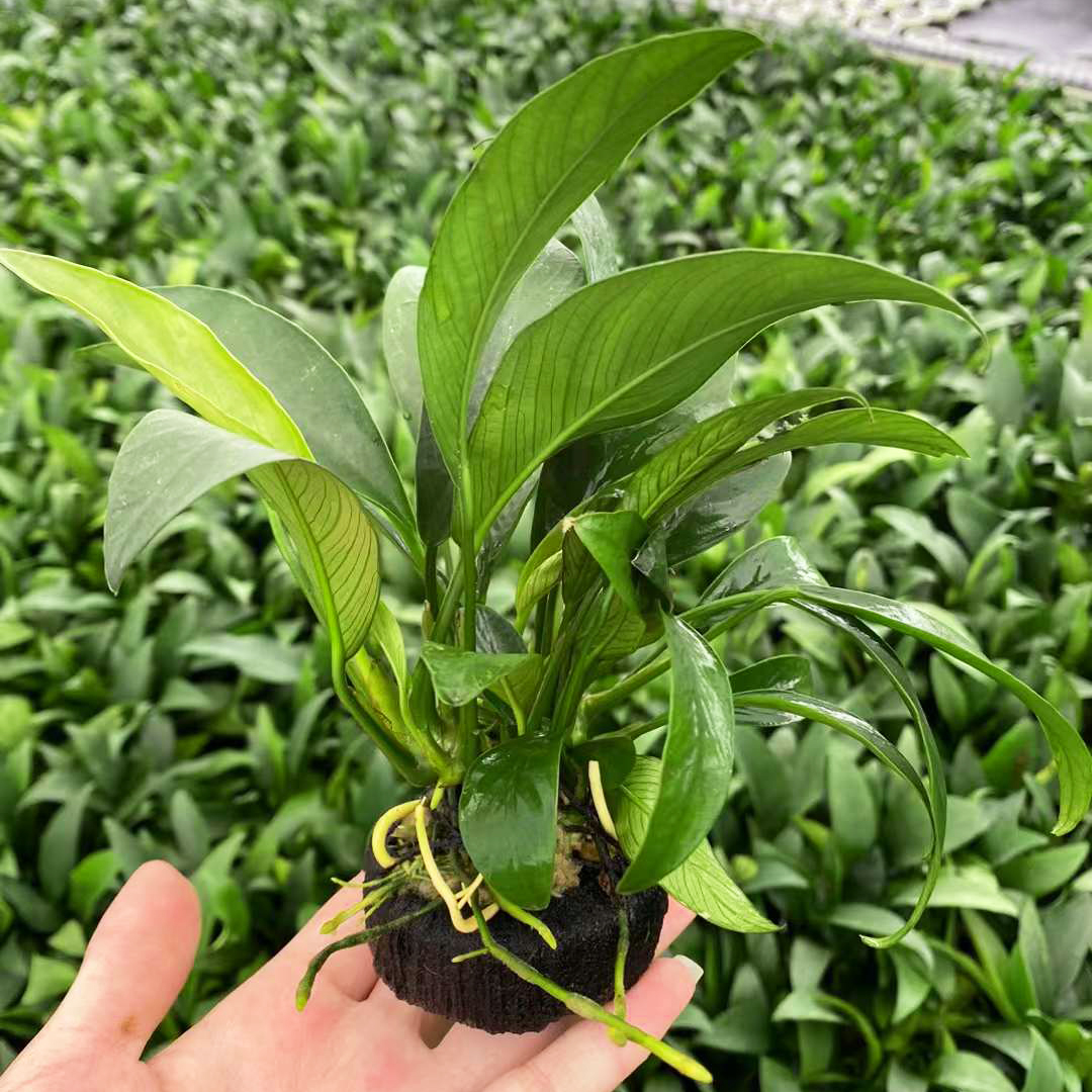 丹麦榕小坨草鱼缸造景新手水草场直发懒人增氧淡水草活体阴性植物