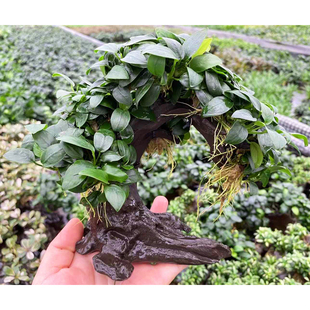 袖珍迷你榕水草招财树鱼草缸造景懒人增氧阴性水榕类水草活体植物