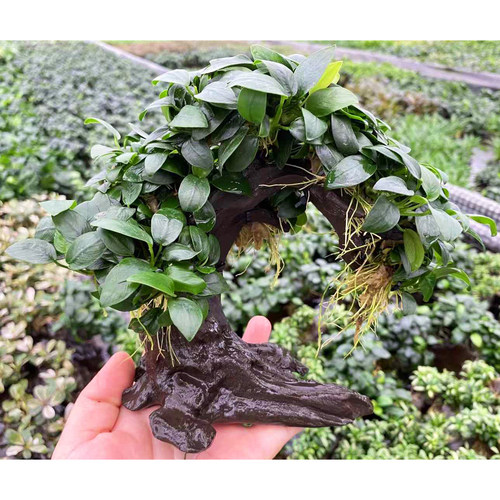 袖珍迷你榕水草招财树鱼草缸造景懒人增氧阴性水榕类水草活体植物