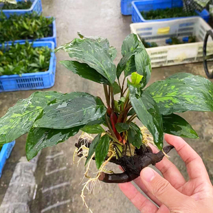 单头红丝绒辣椒榕杜鹃根沉木鱼草缸造景懒人增氧阴性水草活体植物