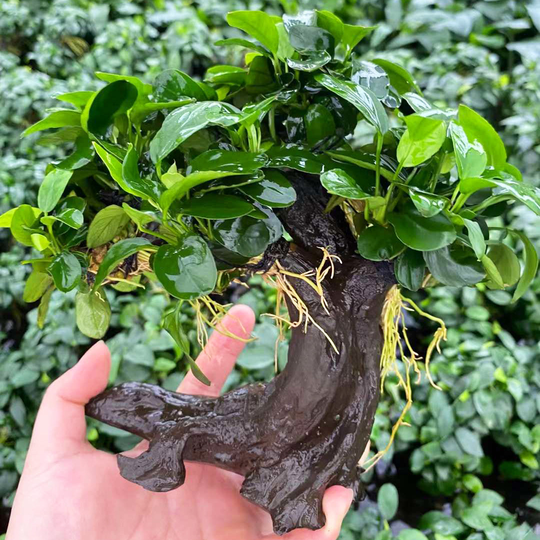 皱边迷你榕水草招财树鱼草缸造景懒人增氧阴性水榕类水草活体植物