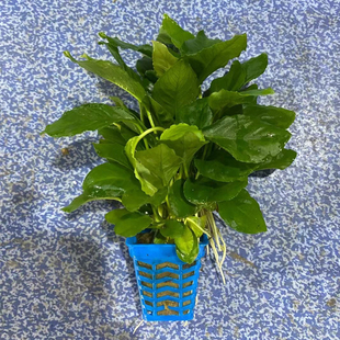 山涧榕杯装水榕鱼缸草缸原生缸造景水培增氧阴性淡水活体水草植物