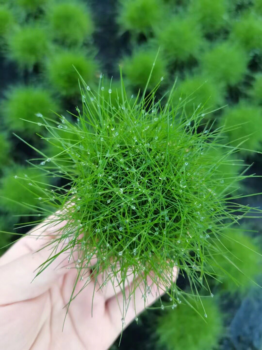 迷你牛毛小坨草鱼草缸造景前景水草场直发懒人水培增氧淡水草植物