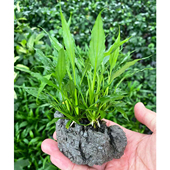 树脂石头椒榕水草缸鱼缸造景懒人水培增氧活体新手阴性淡水草植物