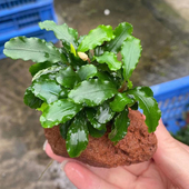 火山石蓝精灵辣椒榕鱼缸造景水草场直发懒人水草增氧阴性淡水水草