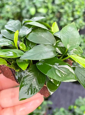 火山石杂交小榕鱼缸草缸造景懒人带根水草增氧阴性活体淡水榕水草