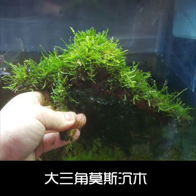 鱼缸造景莫斯铁皇冠沉木懒人淡水榕增氧观赏中后景凤尾苔水培水草 - 封面