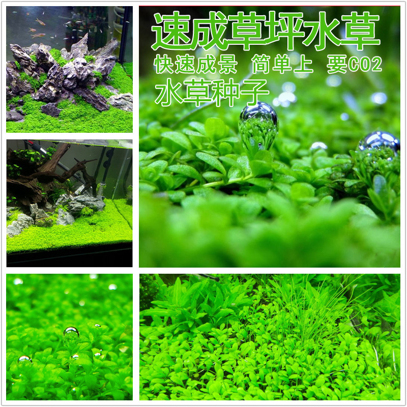 牛毛草种子鱼缸前景草速成草坪种子活体水族造景迷你对叶种子 幸运水草 淘优券 牛毛草种子鱼缸前景草速成草坪种子活体水族造景迷你对叶种子 幸运水草 淘优券