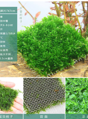 水草懒人莫斯网片三角前景阴性