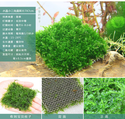 鱼缸前景懒人草坪增氧莫斯网片活体大三角翡翠莫斯阴性淡水培水草 虎窝淘