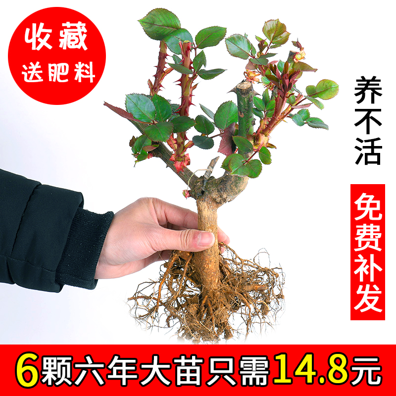 14.8元6颗6年玫瑰花苗盆栽花卉室内庭院观花植物四季开花月季花苗