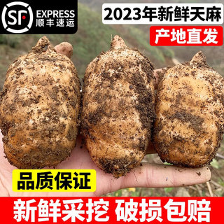 顺丰包邮】云南昭通新鲜乌天麻3斤仿野生种植非特级药材礼盒现挖