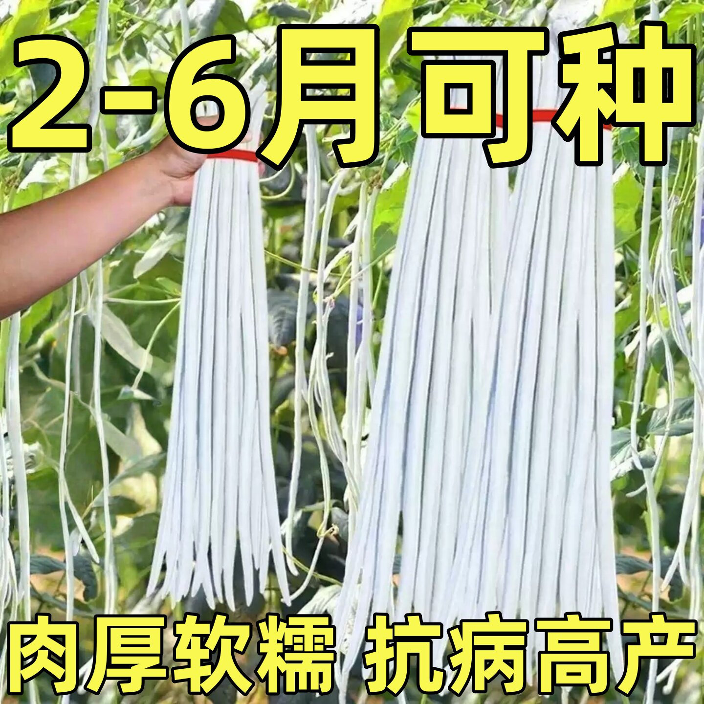 三尺白玉豇豆种子白豆角高产大白条长江豆种子春秋播种农家蔬菜籽