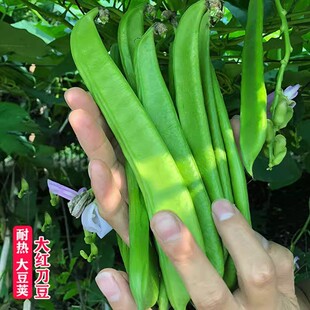 大刀豆种籽巨型大豆角大扁豆耐热刀巴豆巴西豆四季豆种子蔬菜种籽