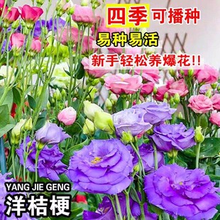 家里有空花盆的，别浪费了，一定要种一点这个洋桔梗