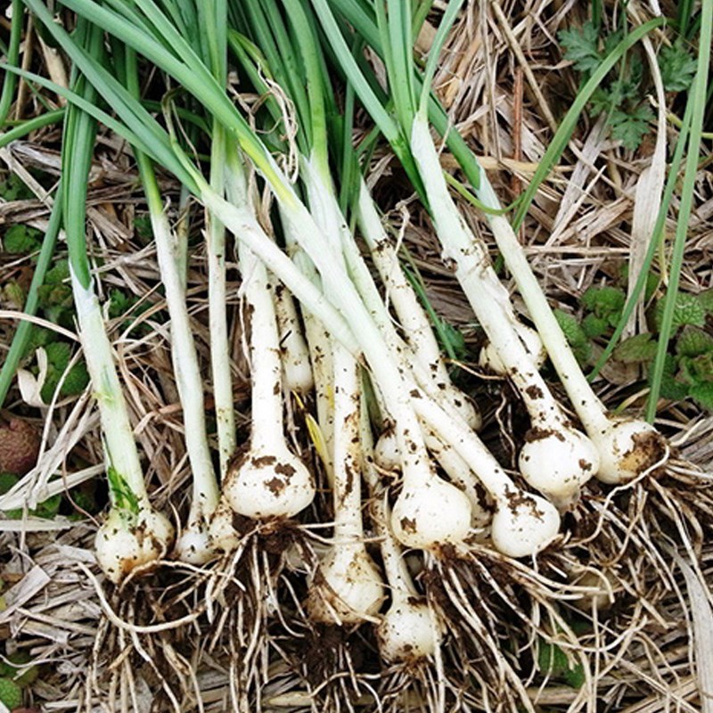 小根蒜种籽野蒜火葱韭葱蒜子