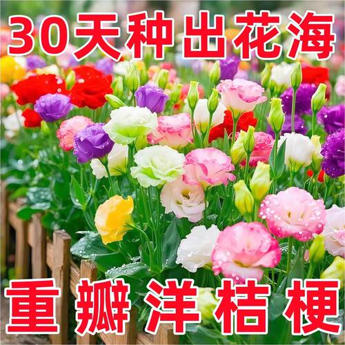 【四季可种】混色重瓣洋桔梗花种子室内外阳台易活花卉盆栽花种籽