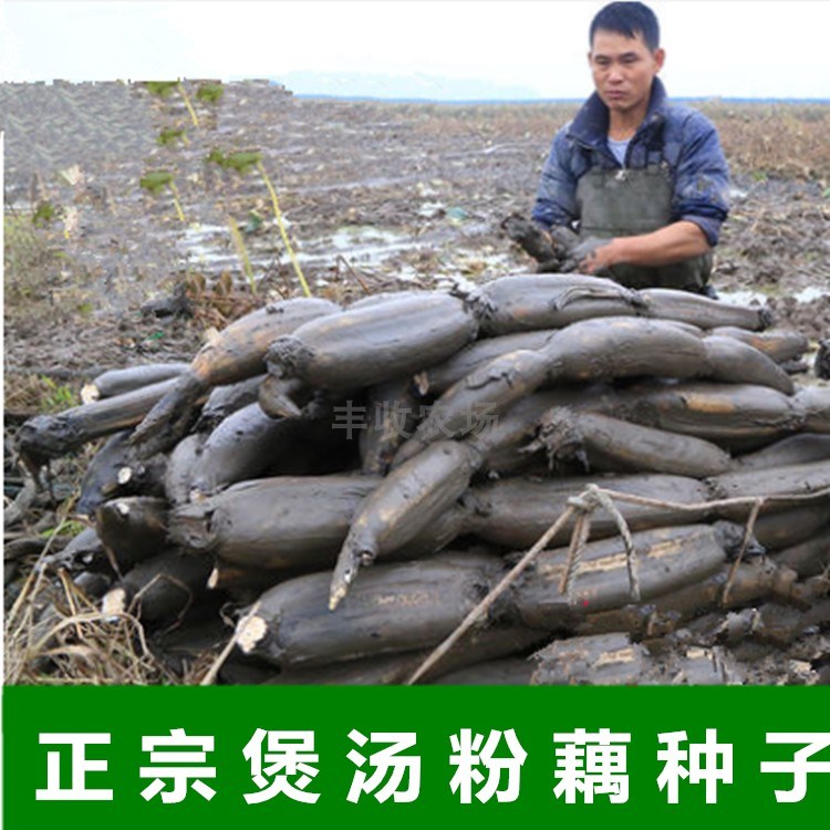 粉藕种子莲藕荷花莲子泰国