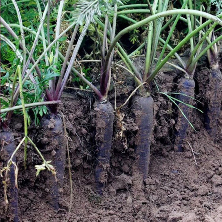 艳紫特菜人参大全胡萝卜种子