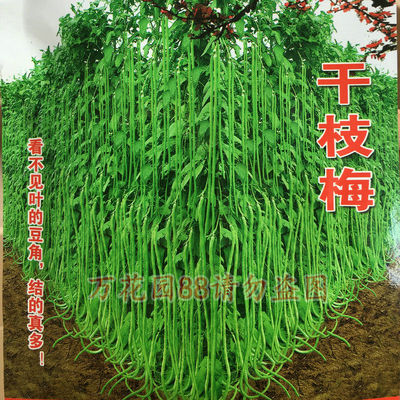 干枝梅中早熟长达米特豆角种子