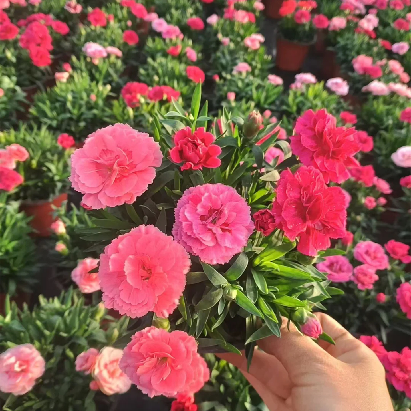 重瓣康乃馨种子易活种植花卉盆栽好养观花植物室内外混色花籽