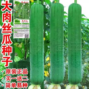 大肉丝瓜种子高产早熟特长超特长四季春季夏季阳台盆栽蔬菜种籽孑