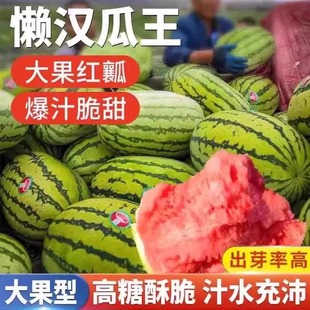 懒汉西瓜种子西瓜种籽正品早熟四季播种庭院阳台农家西瓜水果种子