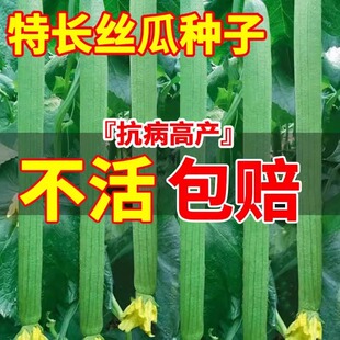 特长丝瓜种子籽春季南方种植香肉丝瓜种孑阳台庭院盆栽蔬菜苗秧苗