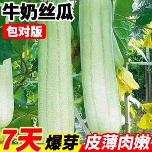 牛奶丝瓜种子高产菜瓜种籽香肉丝瓜籽种四季种植阳台庭院蔬菜大全