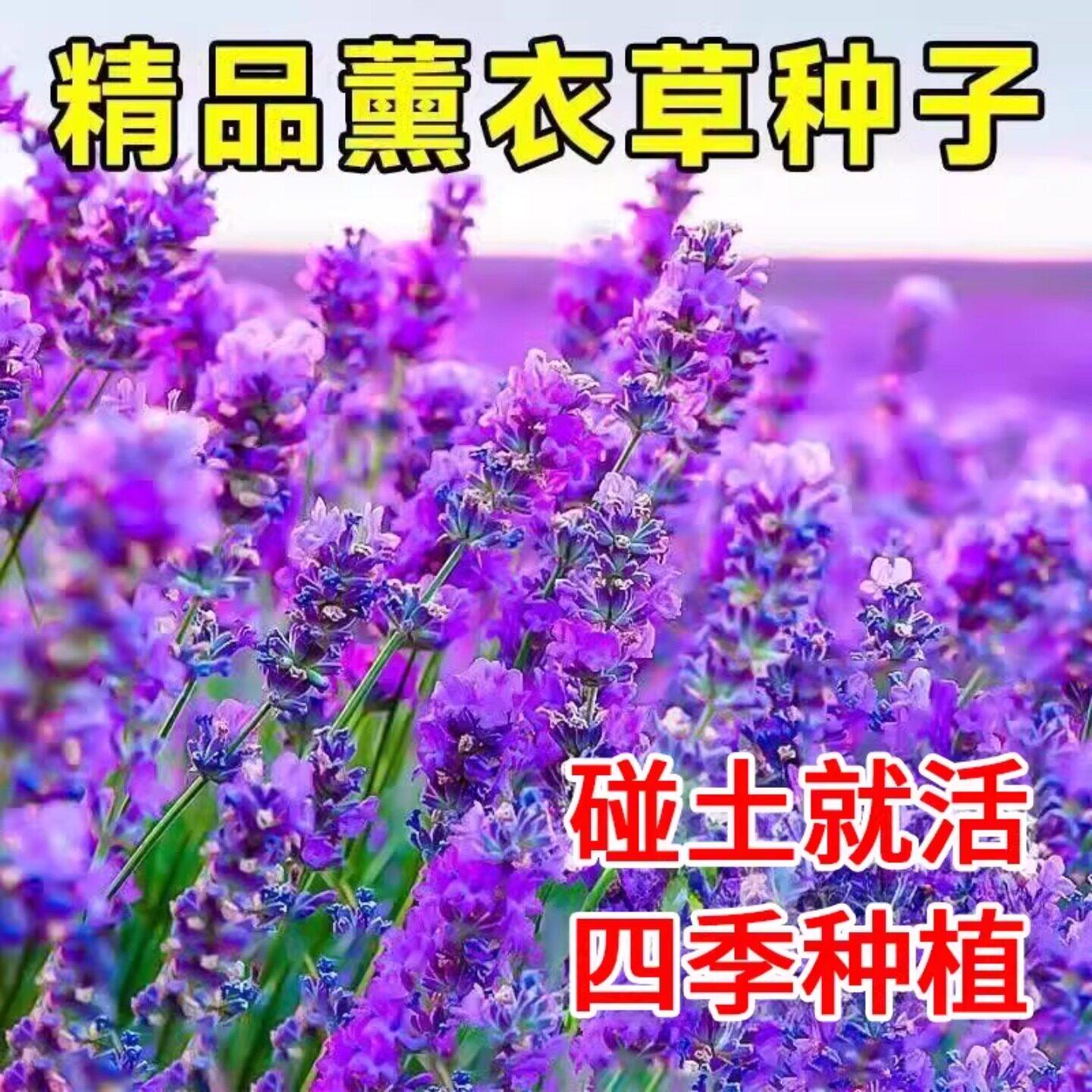普罗旺斯薰衣草种子四季播种开花不断阳台庭院花籽蚊虫香草种孑