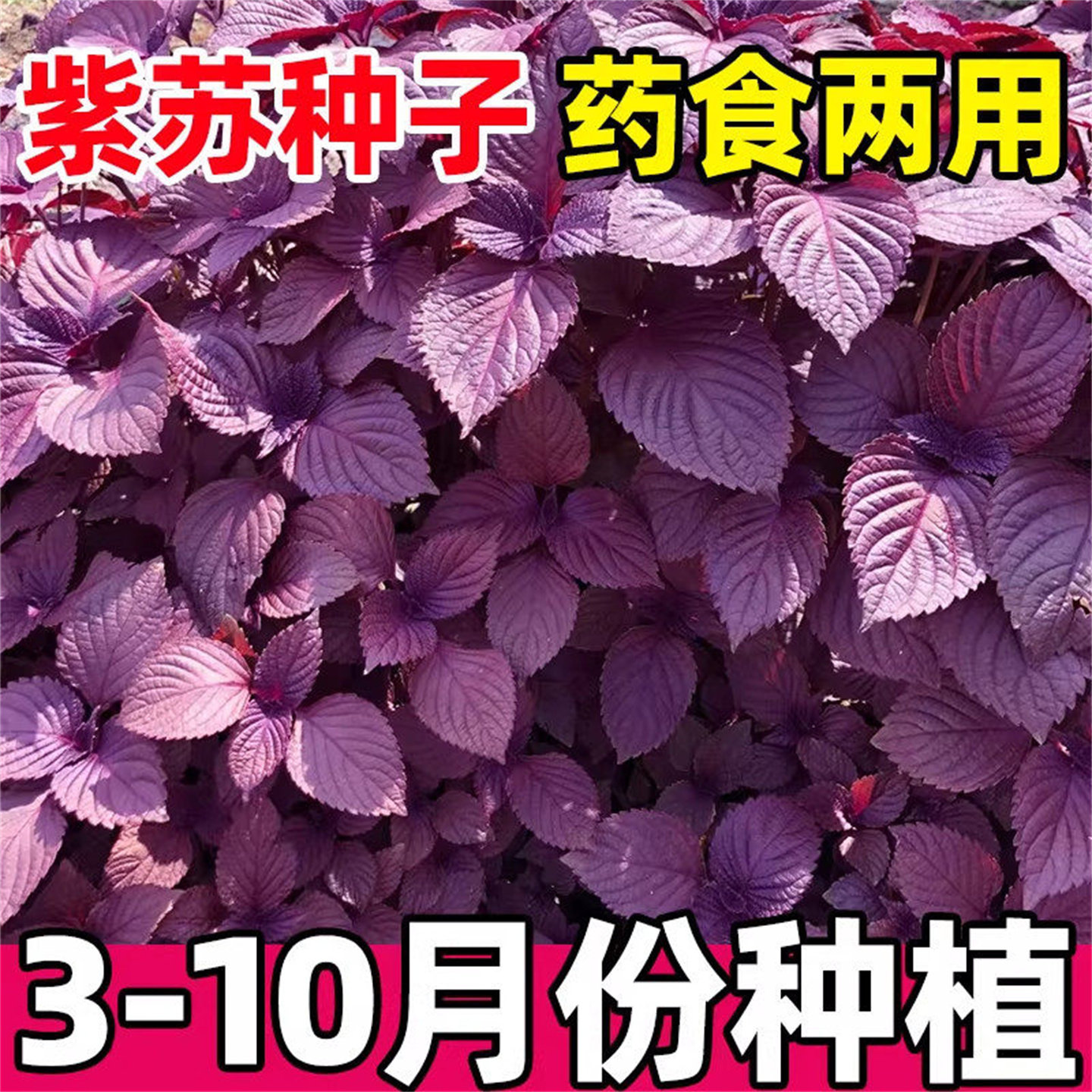 紫苏种子大全农科院食用双色老品种大叶野生药用阳台四季蔬菜种籽
