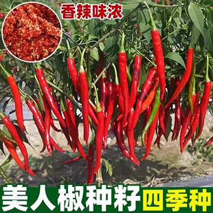四季辣椒种子美人椒朝天椒小米椒超辣辣椒种籽阳台家庭盆栽蔬菜种