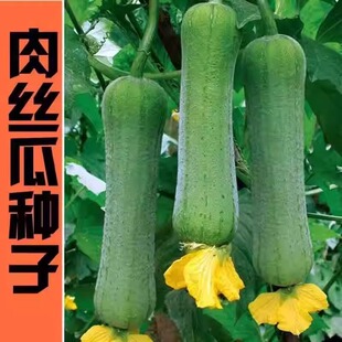 短棒大肉丝瓜种子春夏秋季耐热高产四季菜瓜种子庭院爬藤蔬菜种子